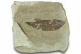 Fossil Leaf (Cedrelospermum) - Insect Predation! #323397-1